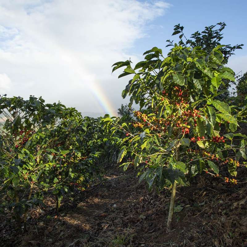 星巴克環保目標