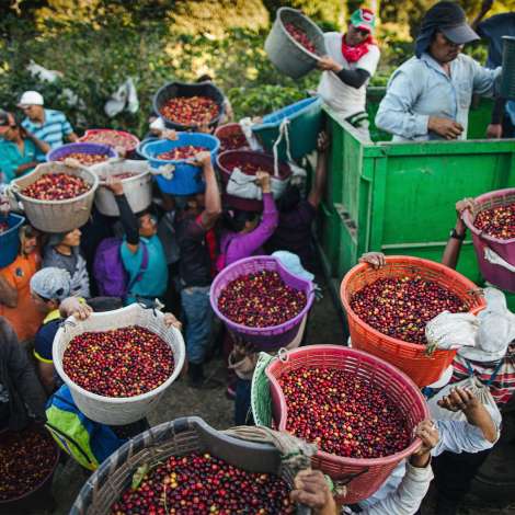 星巴克的農場環保目標